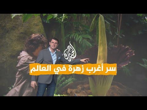 شبكات | ما سر زهرة الجثة العملاقة؟