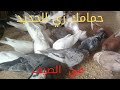 كل مايحتاجه الحمام في فصل الصيف شياء بسيط جدا جديد دكتور حمام