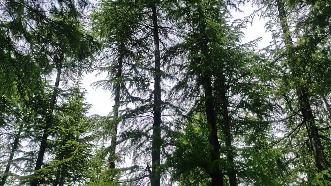 devidar trees🌲🌳🌴