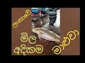 ❤ශ්‍රීලංකාවේ  වැඩිම මිලට❤😮 විකිනෙන මාළුවා👍#trending #fishing