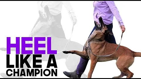Beautiful Heeling Begins With Perfect Focus