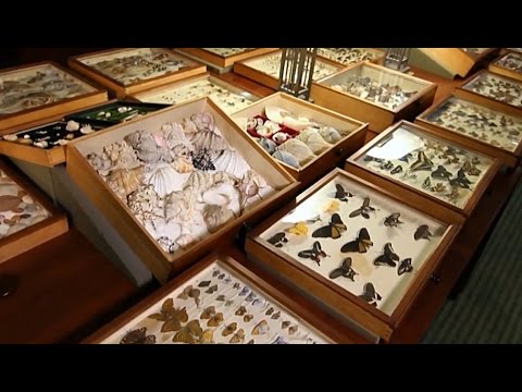camera iphone 8 plus apk Alfred Russel Wallace's Collectors Cabinet