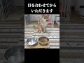 目を合わせてからいただきます #神戸 #柴犬 #shibainu #shiba #癒し