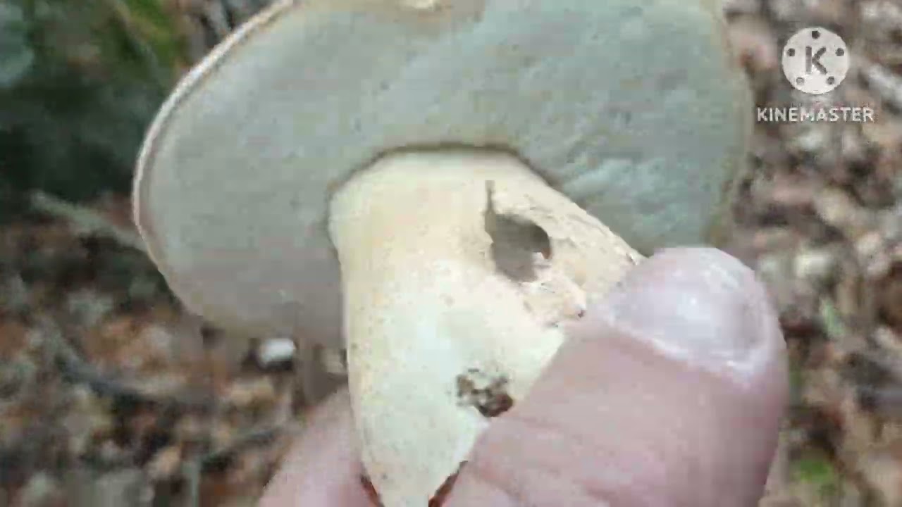 Оце боровички,оце мій розмір.Вечірня грибалка вдала!!!