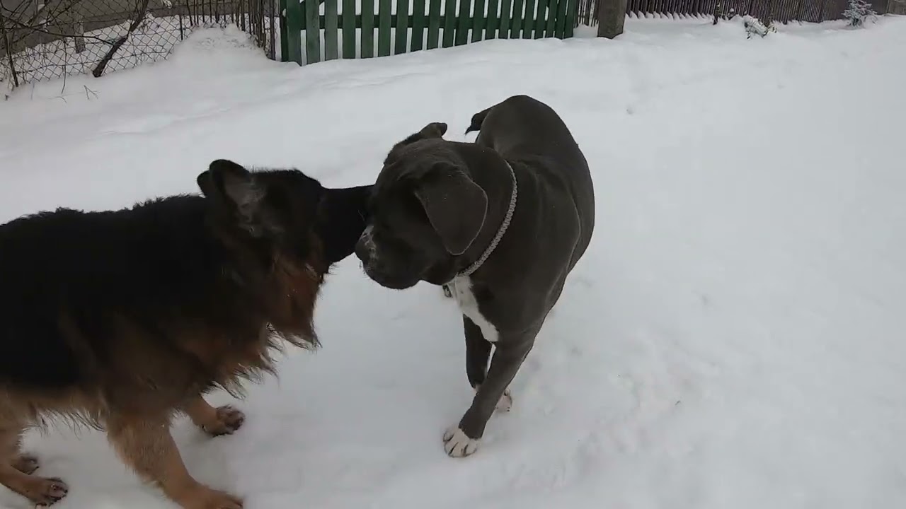 Управление собакой: собаки и коты