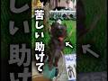 ゲーセンで倒れている犬を助けてみた。#ゲームセンター #クレーンゲーム#ゲーセン#ufoキャッチャー