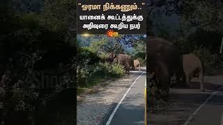 Nilgiris Bus Crossing Elephant Forest Officer Sun News Sun Shorts