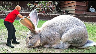 видео: 20 Аномально Больших Животных, Которые Поразят Вас! картинка: 20 Аномально Больших Животных, Которые Поразят Вас!