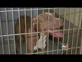 Gambar cover Pit Bull With History Of Aggression Put Down After Biting Riverside County Boy In Face