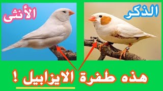 طفرة ايزابيل في طائر الزيبرا فينش ! | Isabelle  mutation in zebra finch !