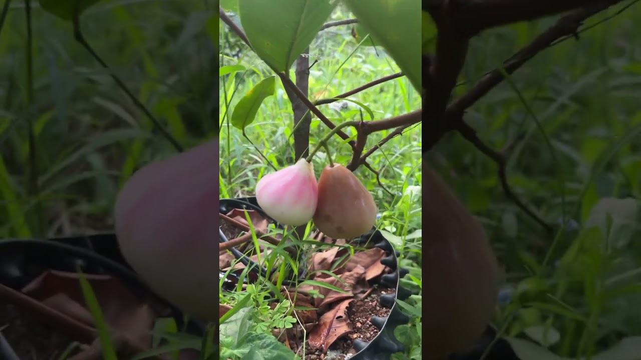 The results after cross pollination