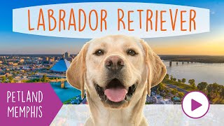 Labrador Retriever Fun Facts by Petland Memphis 38 views 3 months ago 1 minute, 1 second