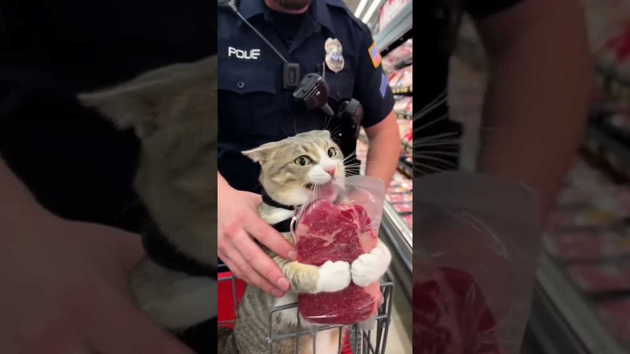 Busted!!! The Cat Thief Got Arrested! 🚓🐱🤣💥 