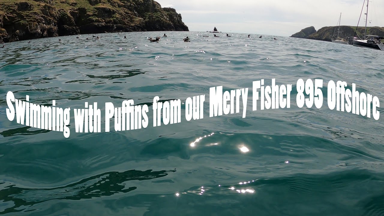 Swimming with the Puffins from our Merry Fisher 895 Offshore