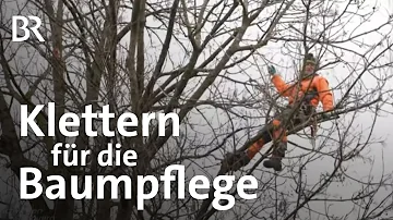 Wie wird man arborist?