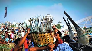 Fishery Ghat, Chittagong - Early Morning Fish Unloading