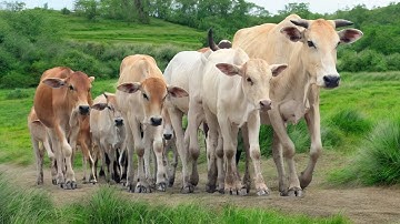 Video Gembala Sapi Lembu Jinak Menuju Ke Kandang Peternakan Hewan Ternak Sapi - Bunyi sapi lucu