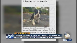 Woman says she bought sick puppy on Craigslist