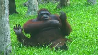 Orangutan's Smartest Scenes by Hewan Penghibur 24 views 1 day ago 2 minutes, 46 seconds