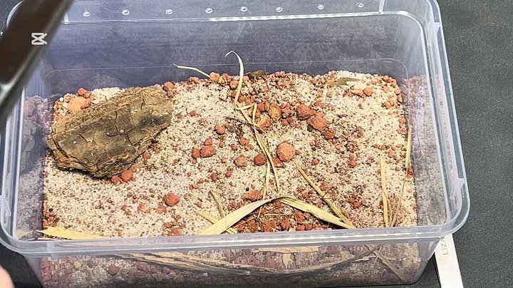 Brązowa wdowa,skorpion z Afryki i avi w akrylu☺️