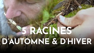 5 racines sauvages comestibles et médicinales d'automne et d'hiver