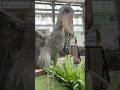 今日のおはようふたば(2026.7.5)【掛川花鳥園公式】