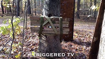 Tannerite takes down oak tree.