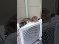 『そこ特等席なの?室外機の上でシンクロする仲良し猫ちゃんたちが可愛すぎる。』