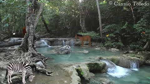 Thumbnail of Baby Lullabies and Nature Sounds