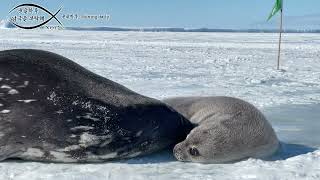 A baby Weddell seal with a lot of questionsWhy are you looking at the camera whenever embarrassed
