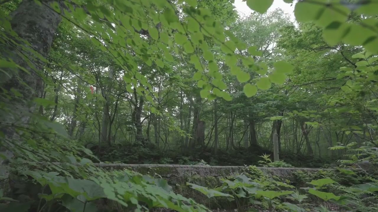 未来の奥入瀬渓流を体験するエコツアー 「早朝ランブリングツアー」を8