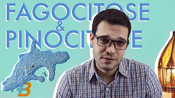 O que é o fagossomo e os Pinossomos?