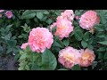 Розы:Августа Луиза, Строуберри Хилл ,Поэзия, Принцесса Шарлен де Монако,Космос, Мария Антуанетта