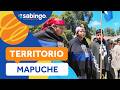 RESCATE DE LA APICULTURA: Quecherhue, territorio ancestral mapuche - Sabingo | El valor de Chile