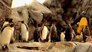 Penguins at the Zoo - Penguins 4K - Liszt - St. Louis Zoo