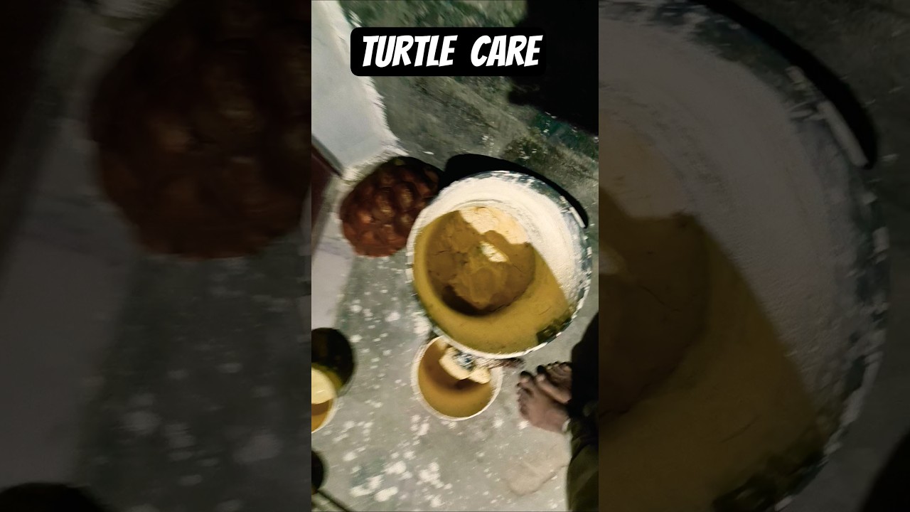 Pet Turtle video #kachhua #comedyfilms #turtlewatching #turtle #comedy