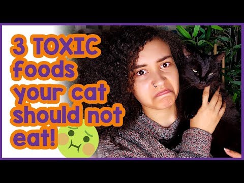 Video: Veelvoorkomende gezondheidsproblemen met Cat Food