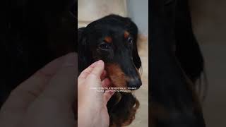 как он понимает? 🥹💔 #такса #dog #dachshund #собака #pet #sausagedog