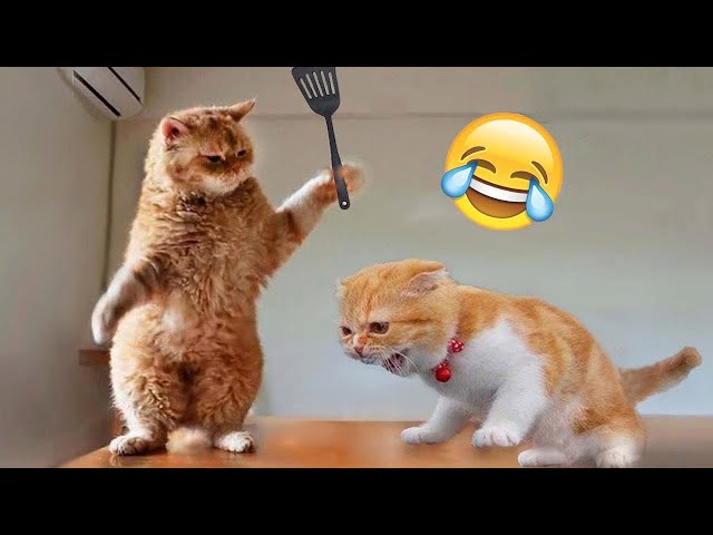 Hilarious Dogs and Catss 😻🐶 Funniest Animals 2023 🤣 Part 5 class=