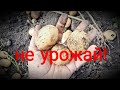 НЕ УРОЖАЙ КАРТОФЕЛЯ.ДЕРЕВЕНСКАЯ ЖИЗНЬ.