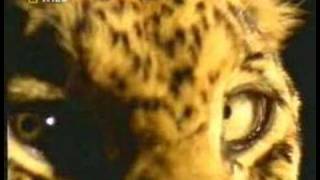 Leopard the master of stealth by tigerprides 28,167 views 16 years ago 4 minutes, 40 seconds