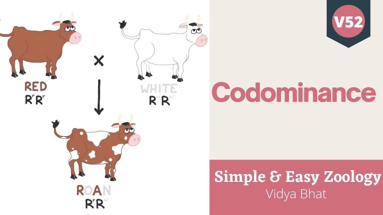 Codominance MN Blood Groups Principles Of Inheritance And Variation codominance-mn-blood-groups-principles-of-inheritance-and-variation