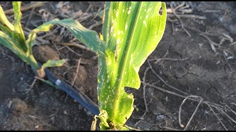 FALL ARMY WORMS ATTACK! Saving Your MAIZE CROP from Destruction | #Armyworms #PestControl