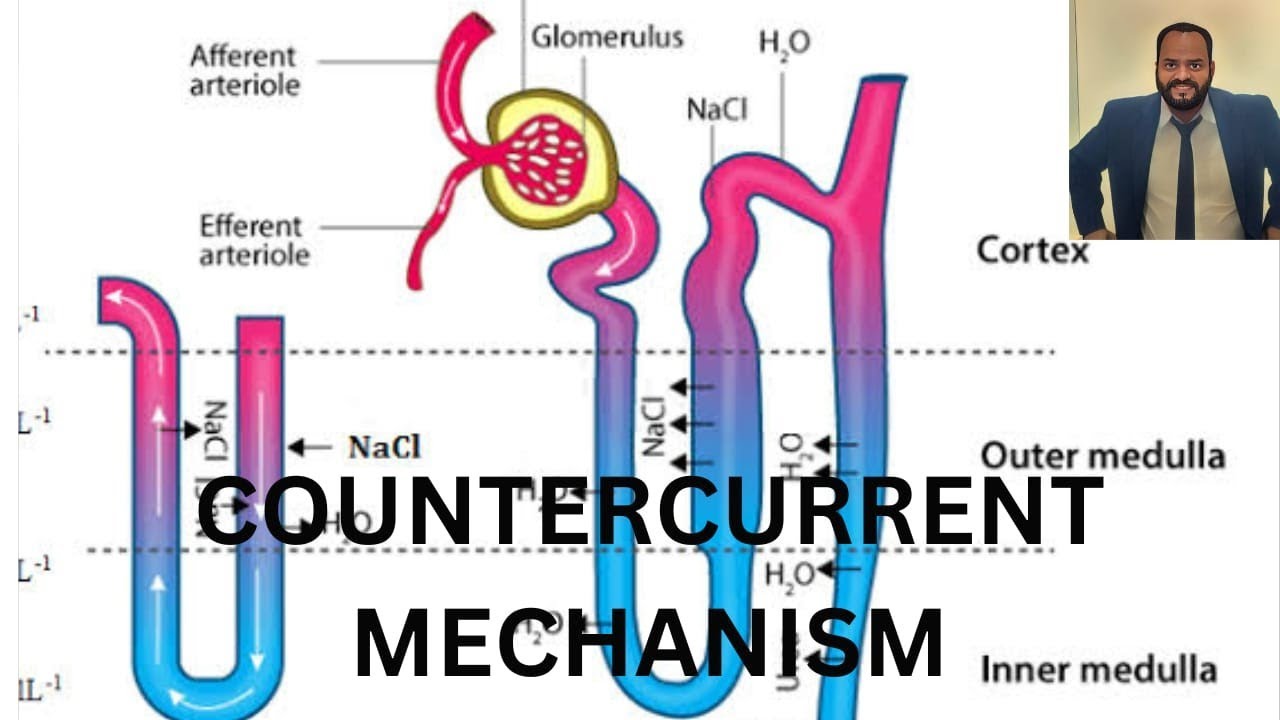 Counter current mechanism for concentration of urine # ...