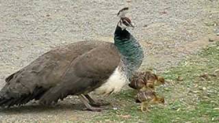 Peahen and Peachicks