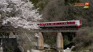 [4K60P]381系特急やくも18号　桜のある風景