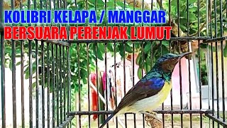 Kolibri kelapa | manggar | burung korlap bersuara perenjak lumut