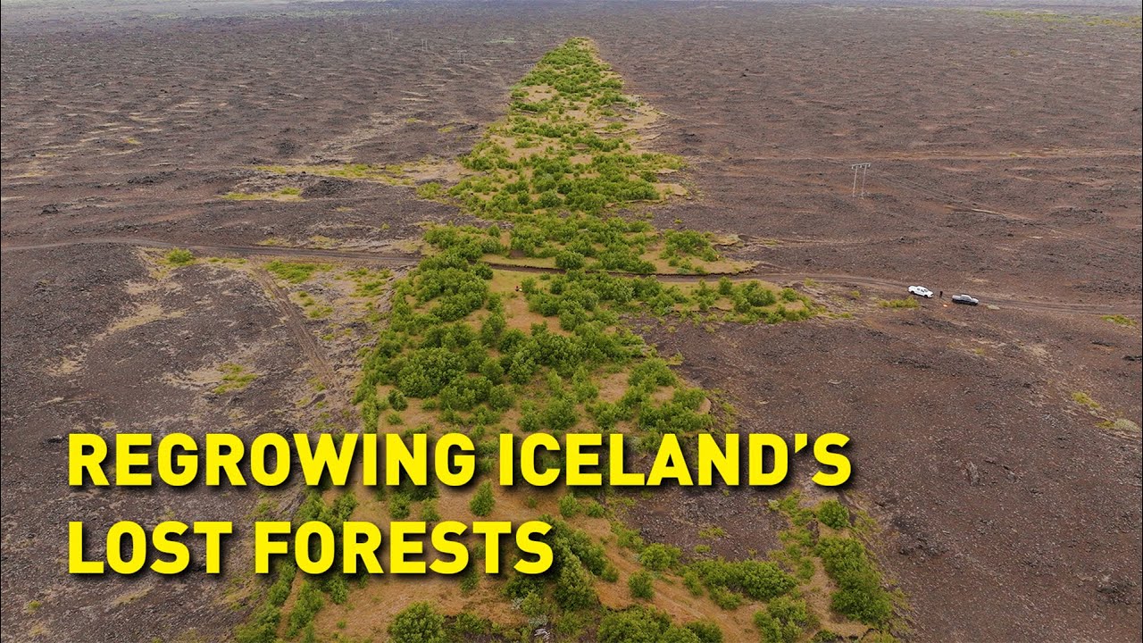 How do you grow trees in a treeless land?