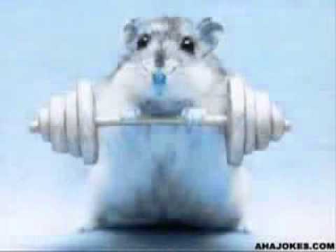 funny-hamster-dance-song-video