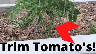 How trim tomatoes for maximum growth